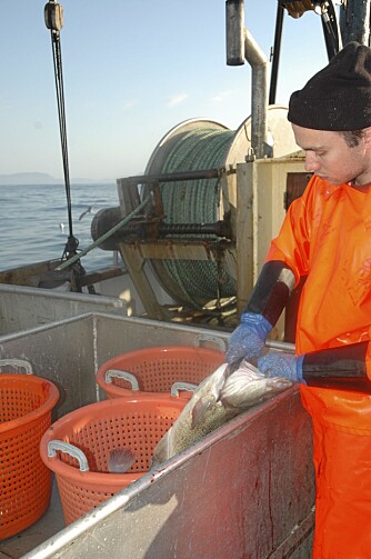 SOMMERDAG: Svein Helge sløyer fisk om bord i Giskøy. Bildet er fra en annen fisketur.