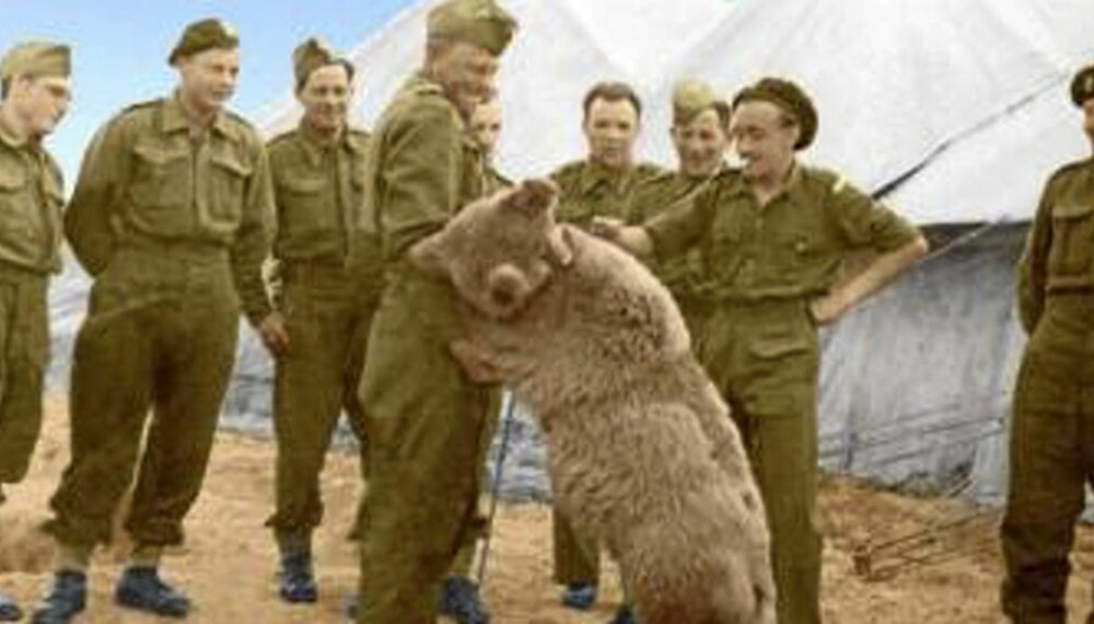 EN AV GUTTA:Wojteks tid i krigen var langt fra et vanlig bjørneliv. Hans kamerater var mennesker, men de tok godt vare på ham.