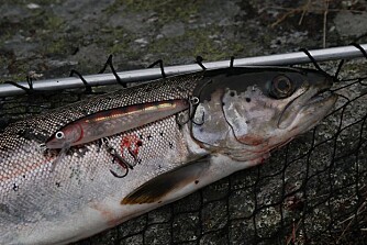 SJØØRRET: NJFF håper mange vil prøve lykken etter sjøøøreten i helgen. I fjor deltok 1600 fiskere i konkurransen om den lengste fisken.