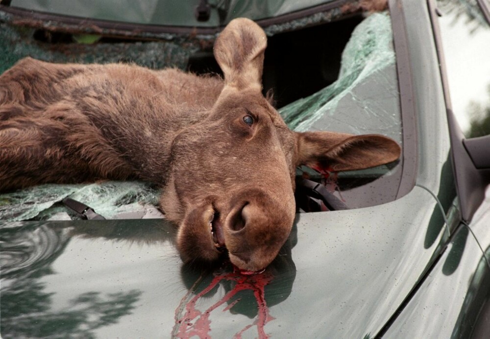 HURUM I  i HEDMARK: Bil og elg er en farlig kombinasjon.