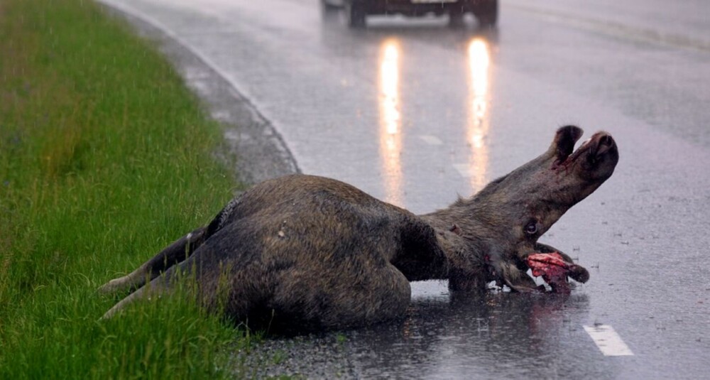TANUMSHEDE I SVERIGE: En trafikkdrept elg ligger død  i veikanten ved E-6.