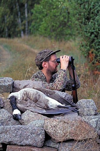 Kanadagåsa kan jaktes både med hagle og rifle.