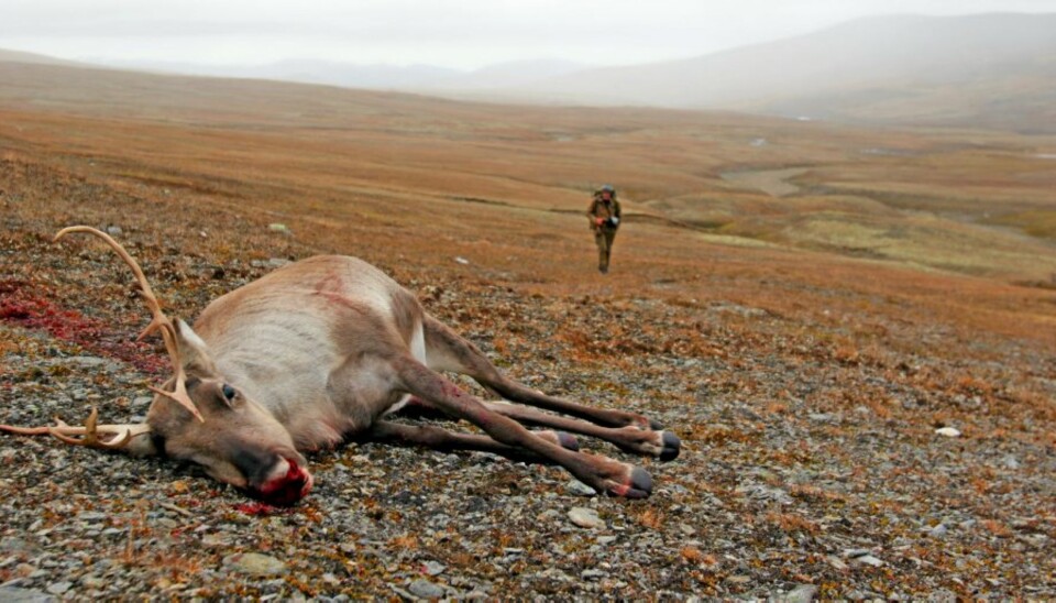 ENDELIG: Småbukken gikk i tet, stoppet opp og plutselig hadde uflaksen snudd seg.