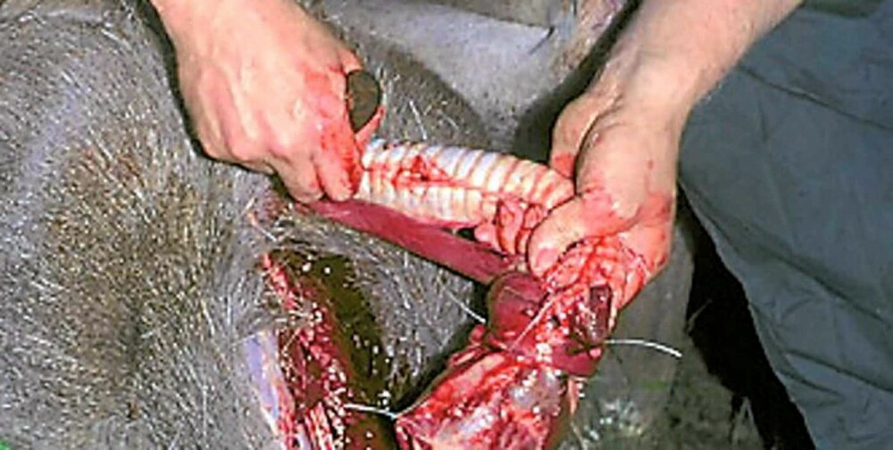 FORAN: Her er spiserøret knytt rundt luftrøret for å hindre søl når jegeren seinere skal dytte organene gjennom brysthulen.