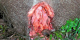 BAK: Ved å skjære rundt endetarm og urinvei under halen, åpnes viltet bak. Som bildet viser er det ofte mye fett i hulrommet.