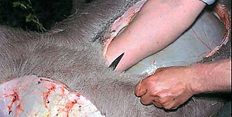 FLERE TEKNIKKER: Det finnes flere teknikker under åpning av buken. Her trues hånda under skinnet med godt tak om kniven, mens spissen peker oppover.