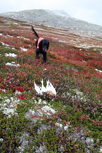 MOTVIND: Legg gjerne opp til at hunden går i motvind i de beste områdene.