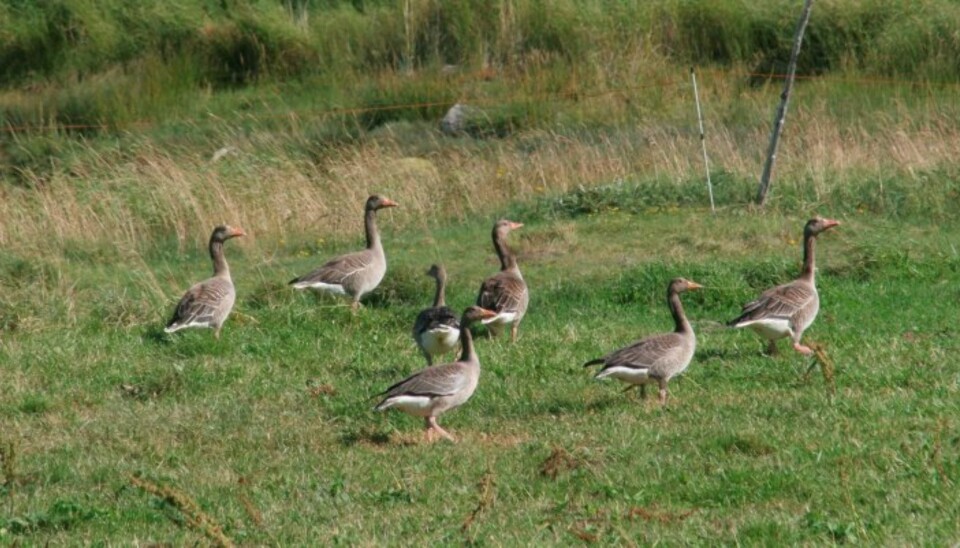 OFTE I FLOKKER: Gjess beiter ofte sammen på jordet i store flokker. (Foto: Dag Kjelsaas)