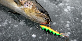 FAST FISK: Det gjelder å passe på så ikke snøret blir slitt av i iskanten. FAST FISK: Det gjelder å passe på så ikke snøret blir slitt av i iskanten.