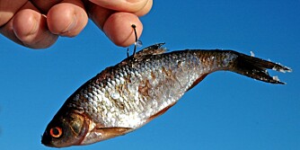 DET STORE SPØRSMÅLET: Agnfisk skal jo som kjent være død før du setter den på kroken, og det er en lovbestemmelse abboren liker, for den setter pris på mat som beveger seg. Så hva gjør du da?