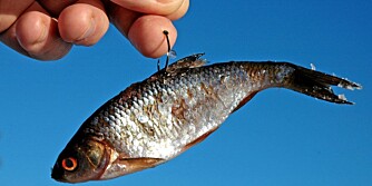 DET STORE SPØRSMÅLET: Agnfisk skal jo som kjent være død før du setter den på kroken, og det er en lovbestemmelse abboren liker, for den setter pris på mat som beveger seg. Så hva gjør du da? DET STORE SPØRSMÅLET: Agnfisk skal jo som kjent være død før du setter den på kroken, og det er en lovbestemmelse abboren liker, for den setter pris på mat som beveger seg. Så hva gjør du da?