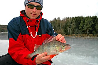 VI FIKK FISK: Vi kunne selvfølgelig ha løyet og sagt at vi fikk denne abboren på togmetoden. Det ville jo tatt seg bra ut. Men vi tok den under kontrollfiske med balansepilk, som vel strengt tatt er vel så effektivt, om enn mer slitsomt.