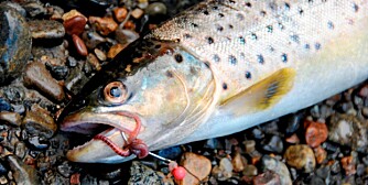 MARK MED NOE ATTÅT: Lierelva er som skapt for lett fiske med mark. En fargerik attraktor over kroken kan øke fangsten i Lierelvas ofte grumsete vann.