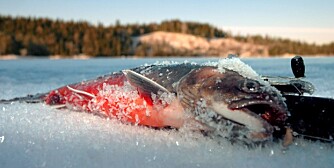 GODE MULIGHETER: Øst i Nordmarka finner du kanskje de mest interessante røyevannene OFA har å by på, og kilosfisk er ingen umulighet.