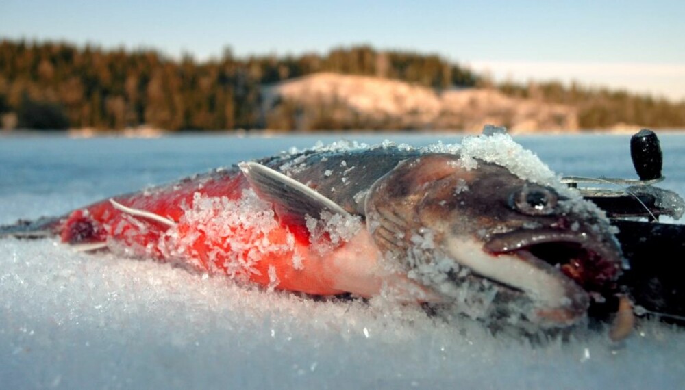 GODE MULIGHETER: Øst i Nordmarka finner du kanskje de mest interessante røyevannene OFA har å by på, og kilosfisk er ingen umulighet. GODE MULIGHETER: Øst i Nordmarka finner du kanskje de mest interessante røyevannene OFA har å by på, og kilosfisk er ingen umulighet.
