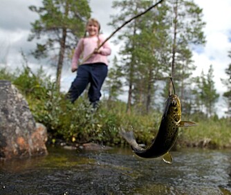 FAST FISK: Sanne vipper den første bekkørreten opp av vannet.