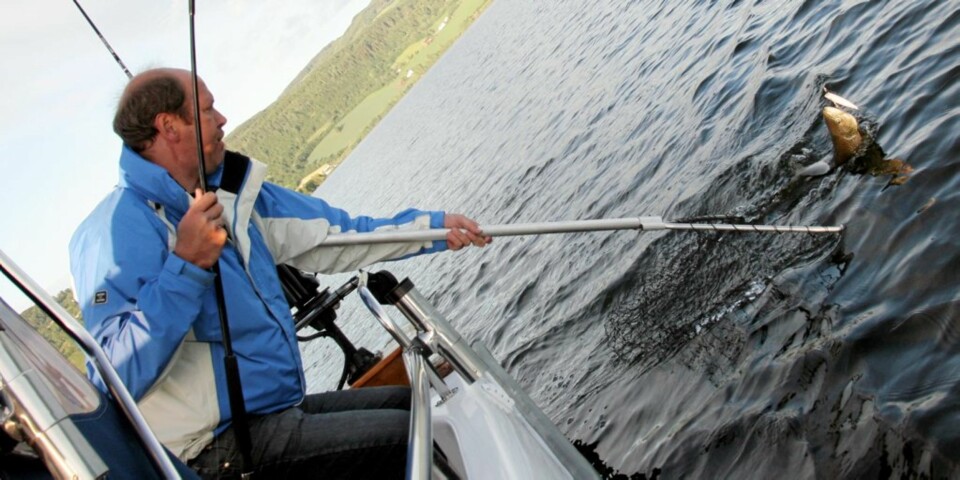 Giftig fisk er gull verdt