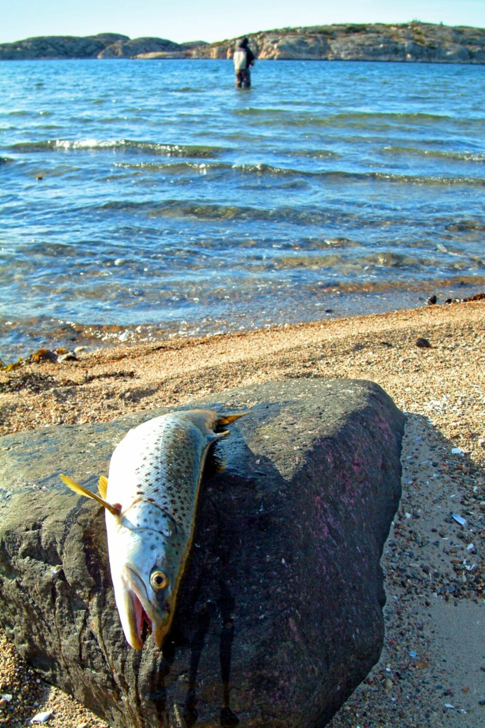 PÅ EGENHÅND: Det er ofte mange fiskere på de mest populære plassene, men det er null problem å finne sine egne favorittplasser langs den svenske vestkysten. Det kan til og med lønne seg. De fleste vi snakket med hadde fått én fisk eller ingenting, mens vi fikk 12.