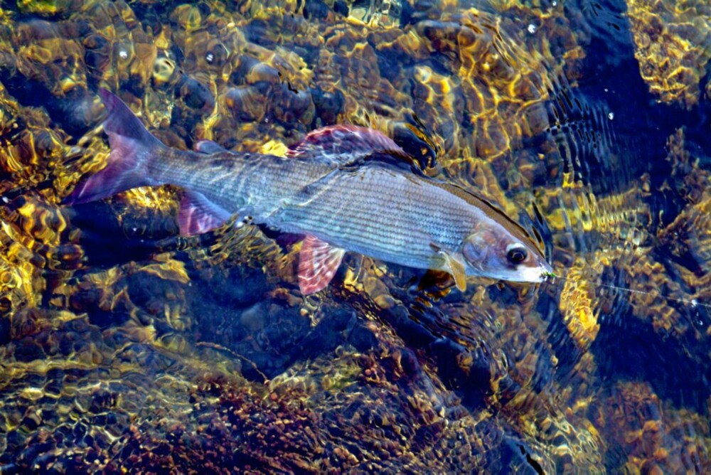 ISHARR: Fra isløsningen og fram til St. Hans foregår det et spennende harrfiske på den nederste strekningen av Lenaelva. Det skal være tatt fisk på 1,6 kg!