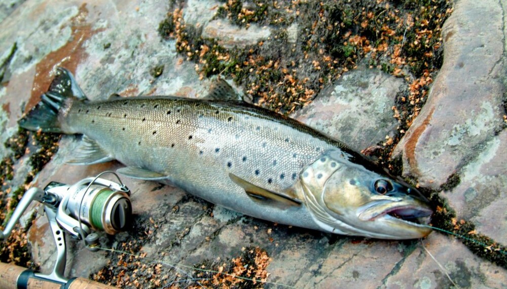 GJENNOMSNITTLIG: 1300 gram veide mjøsørreten jeg fikk i en liten kulp ved Skreia. De fleste gytefiskene i Lenaelva veier mellom 1 og 3 kg. Større fisk er ikke umulig.