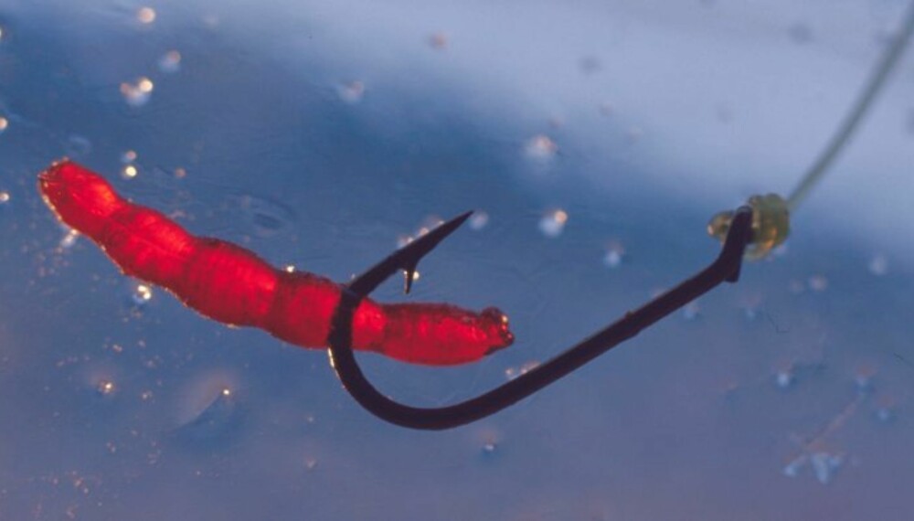 DANKET UT MAGGOTEN: Prøv kunstige fjærmygglarver når maggoten svikter! (Foto: Tom Furuseth)