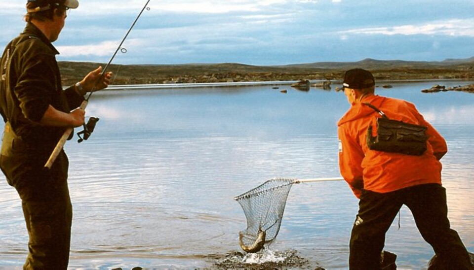 ØRRETEN i Skjerja er i utrolig bra kondisjon, og yter motstand så det merkes før den må i håven. (Foto: Tom Furuseth)
