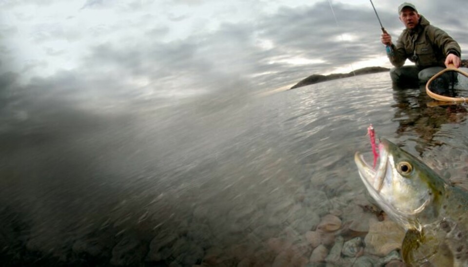 OPPSØK sjøørreten midt i matfatet! (Foto: Yngve Ask/Scanout.com)