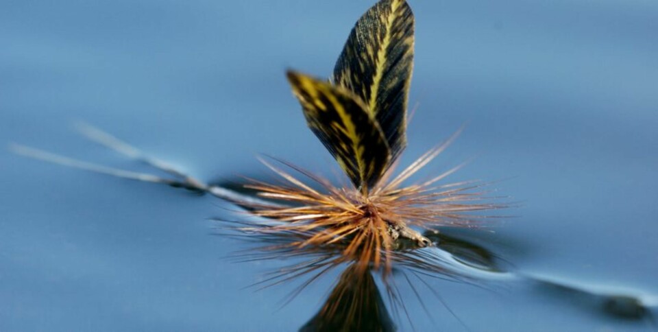 Noen ganger kan det være en fordel å overdrive størrelsen på imitasjonen, slik at den ikke blir borte i mengden av insekter. (Foto: Yngve Ask)