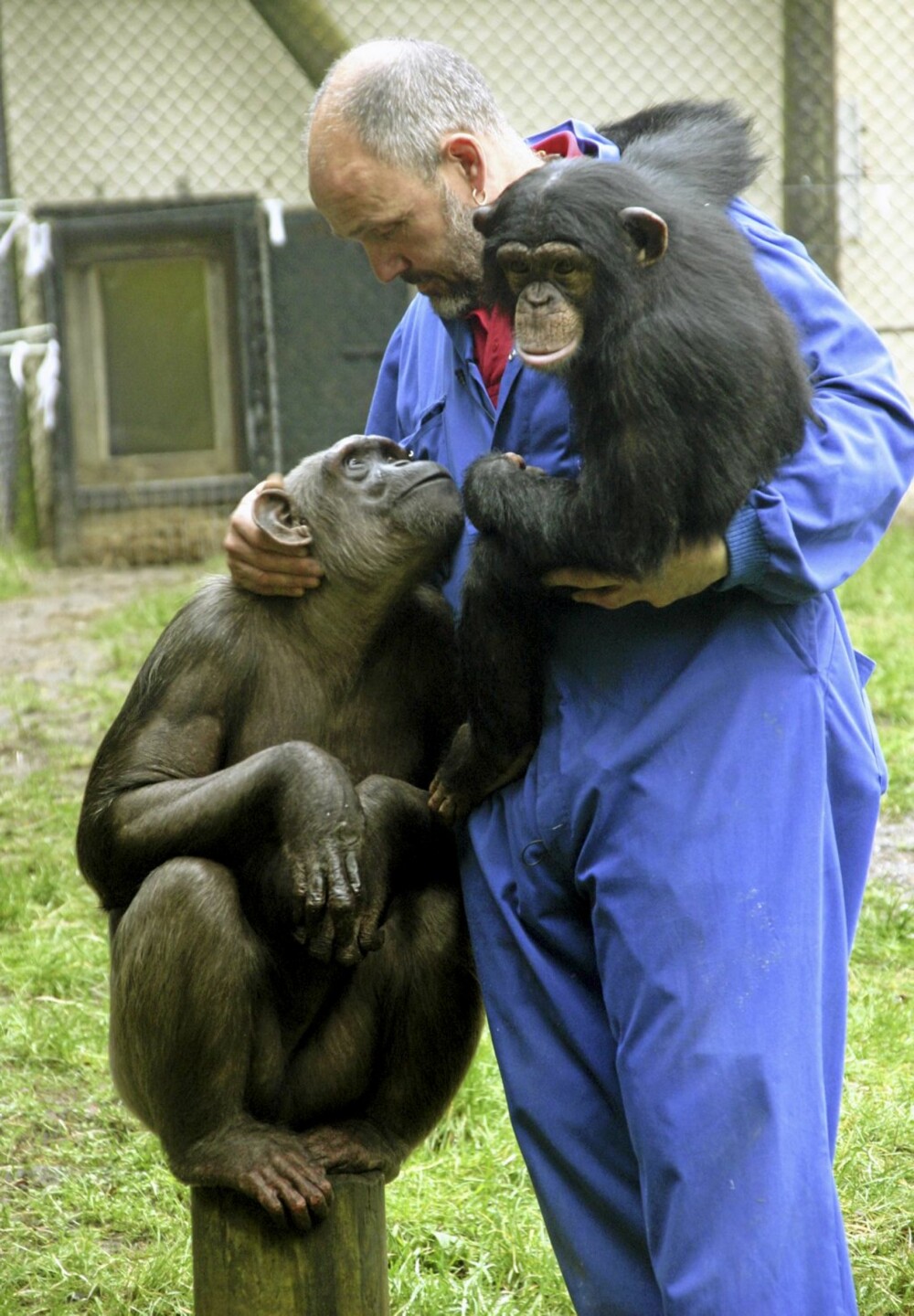 Jeremy med sjimpansene Sally og Bryan.