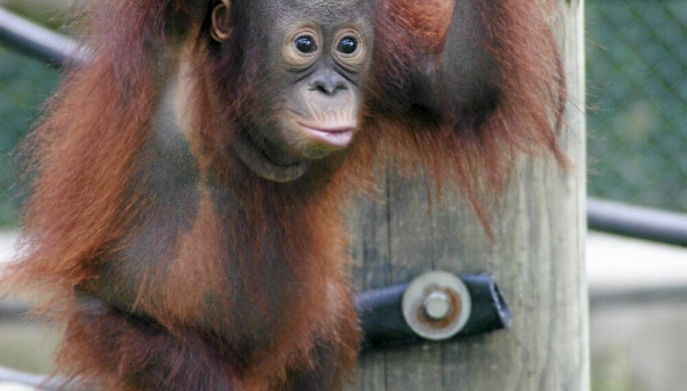 Orangutang-ungen Dinda
