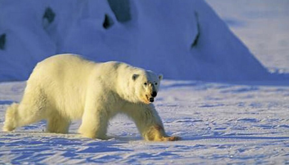 Drøm deg bort til Svalbard
