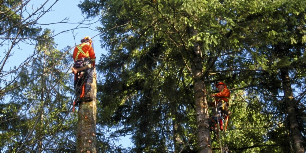 FARLIG YRKE: Tømmerhoggerne klatrer høyt opp i digre trær og kutter først av toppene. Det er risikabelt- detter de ned er det dårlig ods.