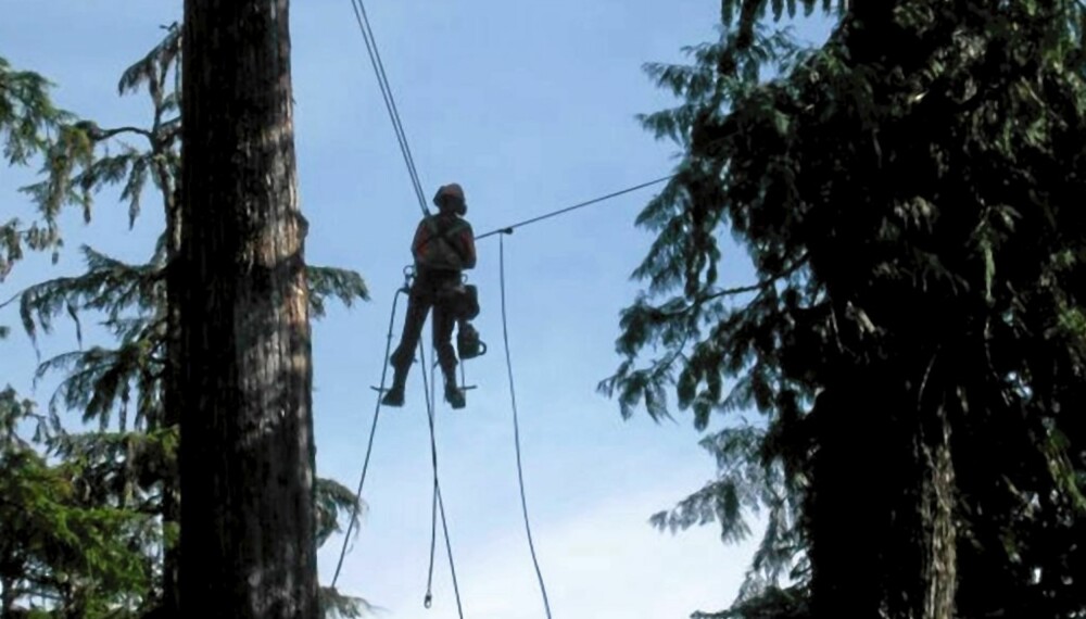 HØYT HENGER DE, og tøffe er de. Med livet som innsats hogger de tøffeste tømmerhoggerne trær på Vancouver Island, Canada.