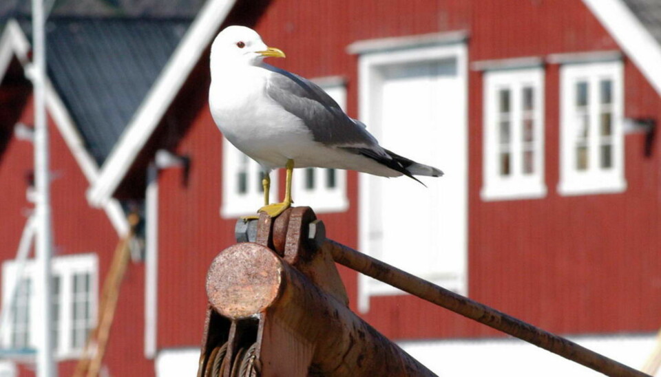 Sørvågen: Krydder i det skjønne