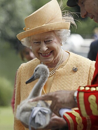 GOD DAG, SVANE PANE: Dronning Elizabeth hilser på sine nye svanebarn.