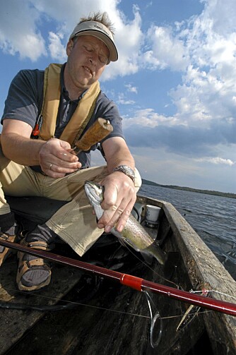 AU: Fisk føler smerte, det underbygges av ny norsk forskning.