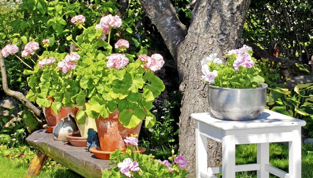 På den gamle trebenken står en samling Märbacka pelargonier, med vakre lyserøde blomster. Pelargonier liker ikke regn, og trives derfor godt i ly av trær.