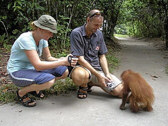 Å møte orangutangene på Borneo føltes som å møte mennesker. - Det var en av de beste opplevelsene på turen, de er nesten som oss, sier Benjamin.