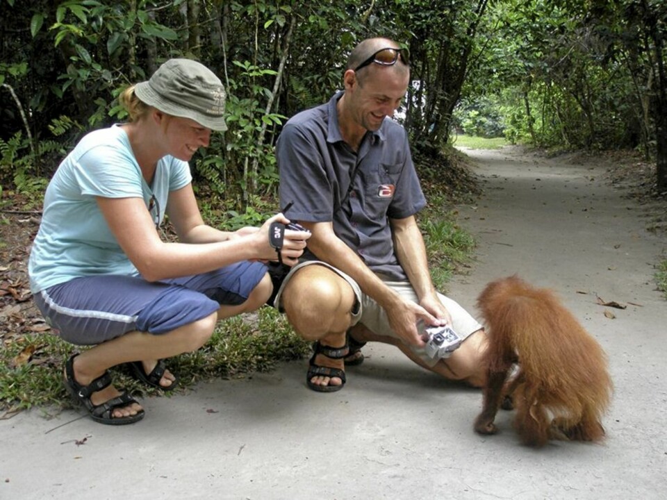 Å møte orangutangene på Borneo føltes som å møte mennesker. - Det var en av de beste opplevelsene på turen, de er nesten som oss, sier Benjamin.