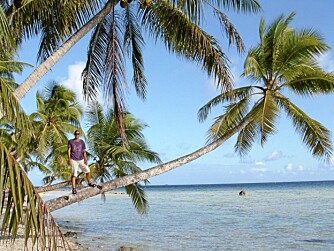 Benjamin poserer på en palme på Suwarrow-atollet på Cook-øyene.