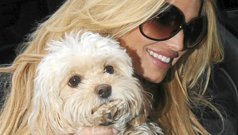 FORSVUNNET: Jessica Simpson leter frenetisk for å finne igjen sin følgesvenn og baby gjennom mange år; maltipoo-en Daisy.