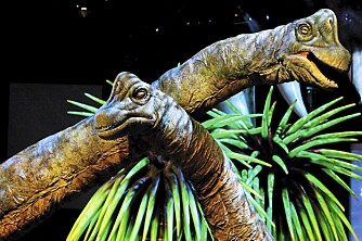 ETEMASKIN: Planteeteren Branchiosaurus var en sauroped og levde i juraperioden. Den kune veie opp til 60 tonn.