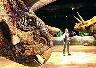 SOM ET KJEMPENESHORN: Torosaurus så ut som et forvokst nedhorn. På scenen får du se kjempen låse hornene i kamp på liv og død med en dinosaur.