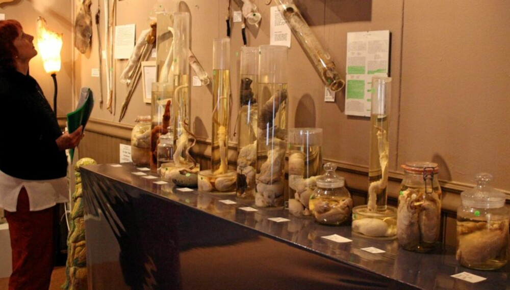 PENISER: En rekke dyrearter er representert i det islandske museet.