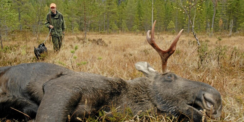 ELGOKSE: Dagen er reddet. Men hjorten uteblir.