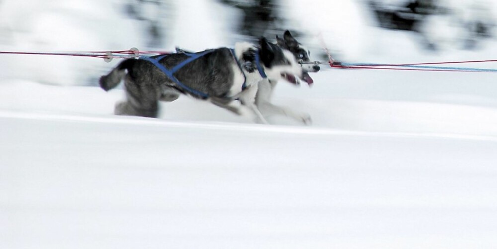 HARDFØRE: Trekkhundene som brukes i Iditarodløpet er hardføre og tåler ekstreme påkjenninger over lang tid - akkurat som hundene i ""The Serum Run"" gjorde.