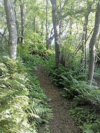 HERRRLIG: Gode skogsstier å løpe på rundt Tjøme