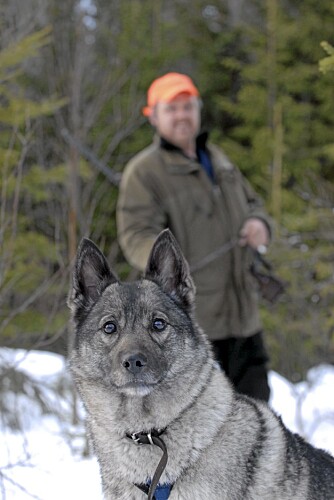 ERFARING: Odd Arne Kristiansen (46) og gråhunden Zita skal forsøke å drive elgen mot postene. Den samkjørte bandhundekvipasjen ¿ hvor jegeren har lagt 50-60 elger i bakken ¿ er gode å ha.