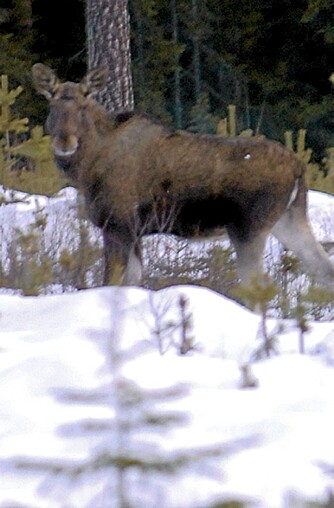 SETT ELG: Elgen viste seg i kraftgate. Det er vanlig å se mer elg i snø enn barmark.