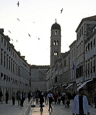 FUGLER: Det er massevis av fugler som flyr høyt og lavt i gamlebyen i Dubrovnik.